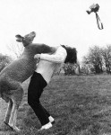 Kangaroos awesome Hammer Time