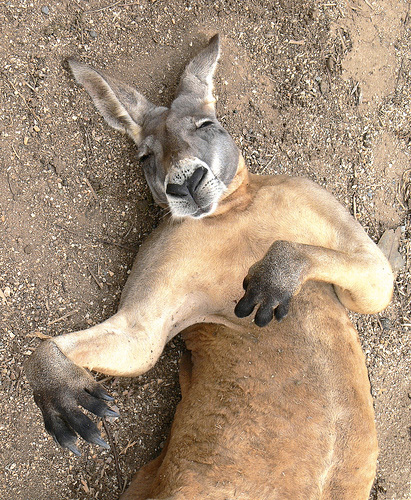 http://obamapacman.com/wp-content/uploads/2010/05/Cute-sleeping-kangaroo-LOL-ROO-the-new-LOLCAT.jpg