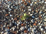 Rocks with Wall-E Plant, First Apple iPhone 4 Photos Video