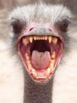 Real life Angry Birds, ostrich