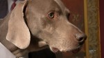 William Wegman Dog