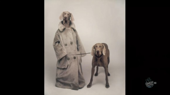 William Wegman Dog trench coat walk portrait