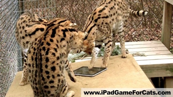 Serval Big Cat Playing Pawing iPad Game