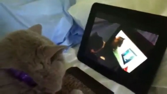 Purple Collar Gray Cat Watches iPad Nyan Cat