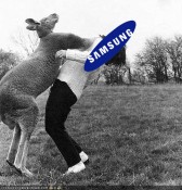 Kangaroo Punch Samsung