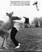 Kangaroo punch