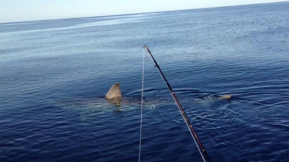 18-foot great white shark